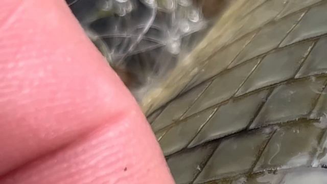 I Poisoned My Capybaras (PETA called) смотреть онлайн