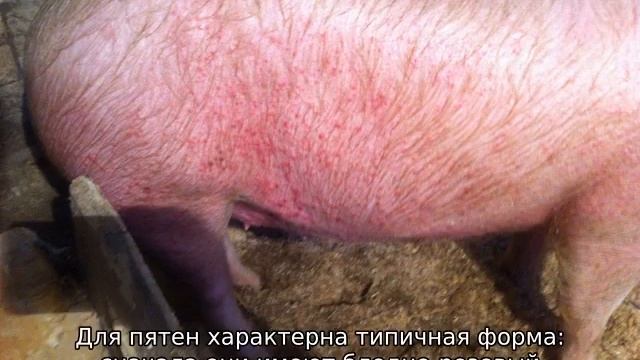 Рожа свиней — симптомы и лечение смотреть онлайн