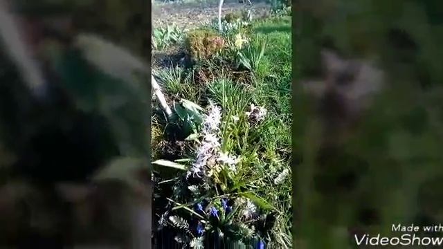 Первоцветы: волшебство весны!!! смотреть онлайн