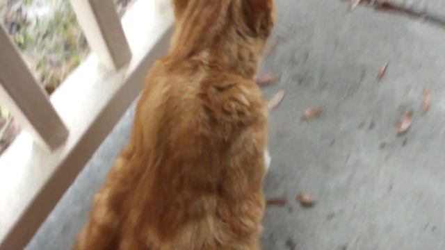 Torgo the Scaredy Cat смотреть онлайн