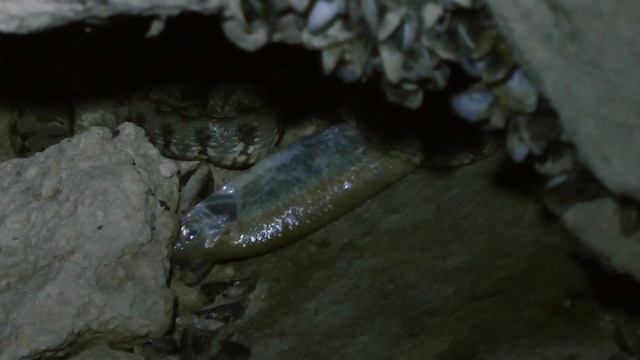 Рыбу поймала змея видео. смотреть онлайн