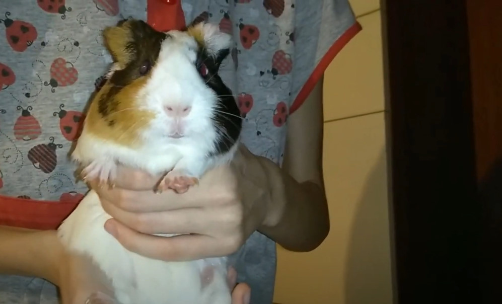 СМЕШНАЯ МОРСКАЯ СВИНКА, САМАЯ ЗЛАЯ МОРСКАЯ СВИНКА смотреть онлайн