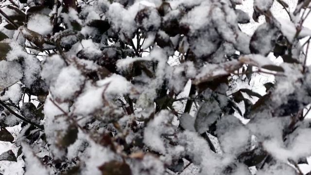 У нас выпал первый снег. 3 декабря 2019 г смотреть онлайн