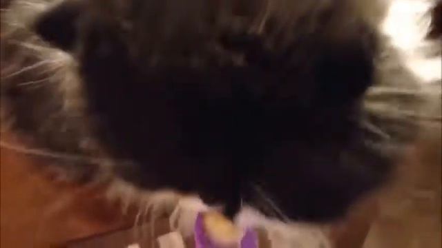 Мозг замёрз 🙀 Кот сломался смотреть онлайн