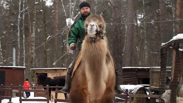 Верблюд на съемку и праздник| 8(965)380-13-11 смотреть онлайн