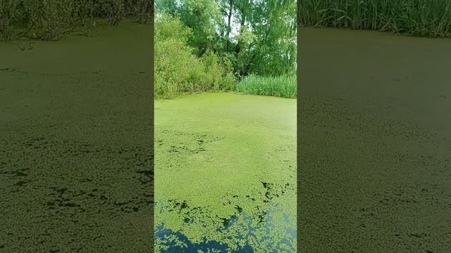 Чистим пруд и наоборот заселяем ряску. ЭМ бактерии. смотреть онлайн