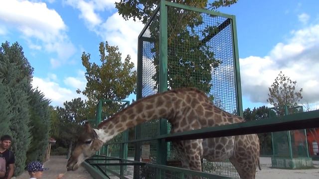 ЖИРАФ "Тайгана" - любимец ДЕТЕЙ смотреть онлайн