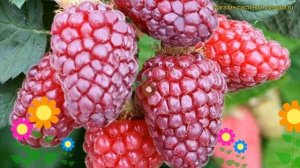 Ежемалина гибридная Букингем Тайберри. Краткий обзор, описание rubus subgenus Buckingham Tayberry
