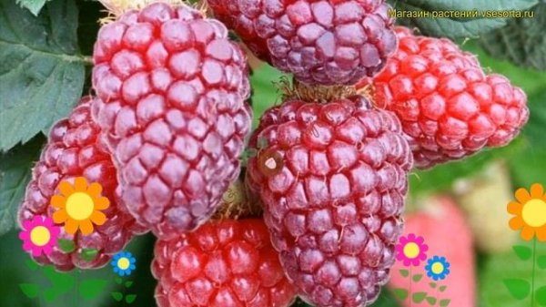 Ежемалина гибридная Букингем Тайберри. Краткий обзор, описание rubus subgenus Buckingham Tayberry