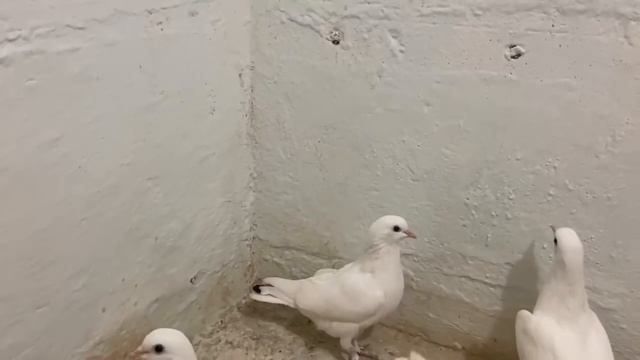 Коллекция Бакинских голубей Петра в Будёновске! смотреть онлайн