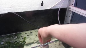 Кальций для ампулярий в аквариуме