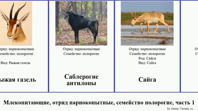 Млекопитающие, отряд парнокопытные, семейство полорогие, часть 2 козёл антилопы газель mammal коза смотреть онлайн