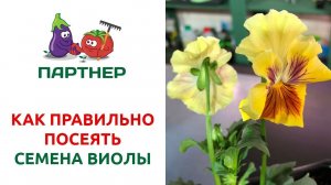 КАК ПРАВИЛЬНО ПОСЕЯТЬ СЕМЕНА ВИОЛЫ