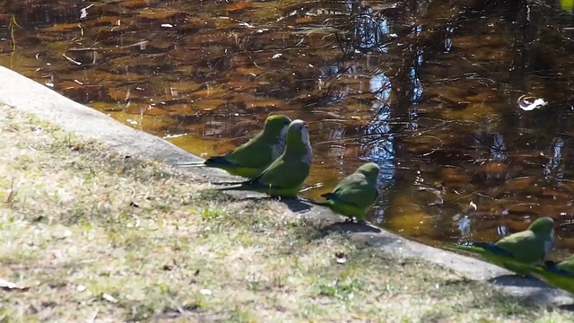 birbos смотреть онлайн