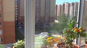 Томаты на окне. Как вырастить огород на балконе? Огород на окне! Июль