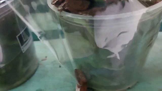 Обзор орхидей в Ашане г. Киев 26.01.2021г. метро Лыбедская.