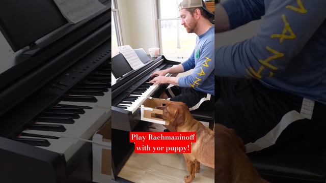 Can you play RACHMANINOFF with your puppy! Best Piano Duet #piano смотреть онлайн