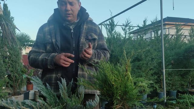 посадка и уход за можжевельником часть 1 смотреть онлайн