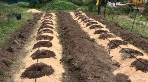 Посадка голубики в траншеи (бурты)