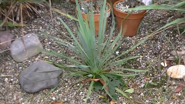Yucca filamentosa x rostrata 2 смотреть онлайн