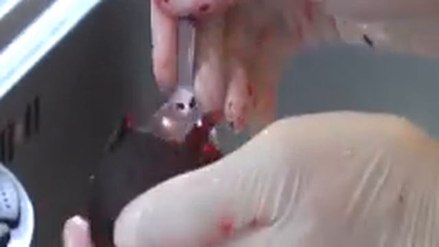 Свекла фаршированная видео рецепт. Книга о вкусной и здоровой пище смотреть онлайн