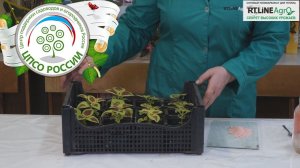 Внекорневая подкормка растений колеуса. Колеус - выращивание.