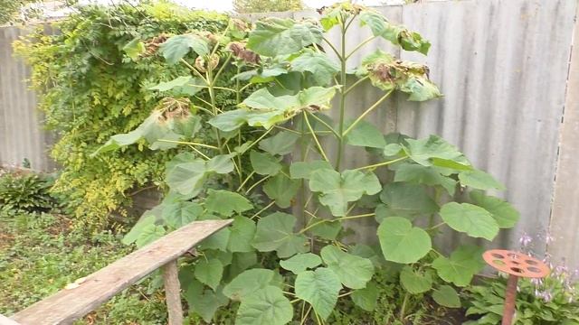 Павловния из семян, ПРИРОСТ ЗА ЛЕТО смотреть онлайн