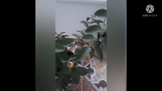 выращивать гуаву в одессе/grow guava in odessa смотреть онлайн