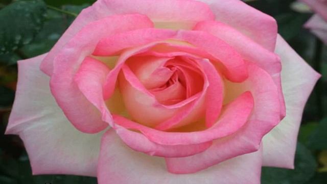 Роза Принцесса Монако смотреть онлайн