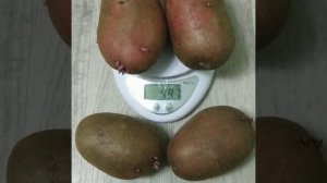 Картофель Маяк-урожайный!