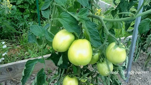 Что делать при первых признаках фитофторы.mp4 смотреть онлайн