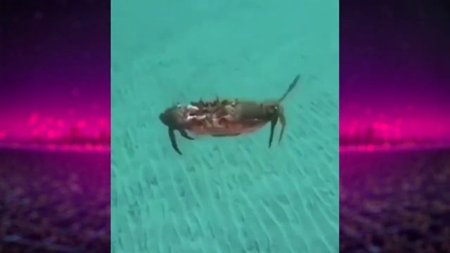 Гугл всё про тебя знает, Смертоносный бекон, Кот в шоке смотреть онлайн