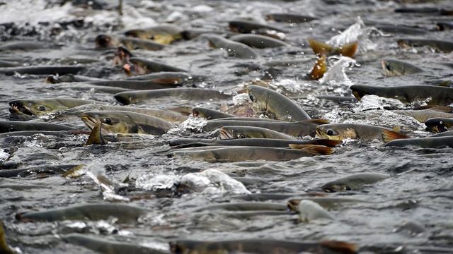 Куда мигрируют животные? смотреть онлайн