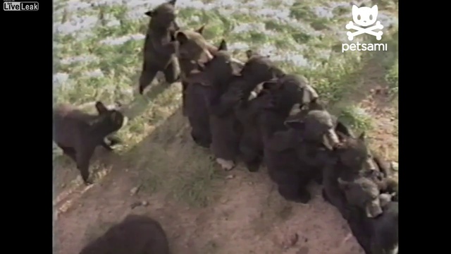 Групповой отсос. смотреть онлайн