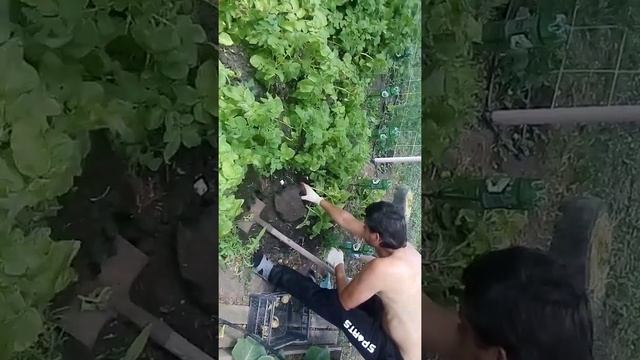 Копаем картофель сорт
