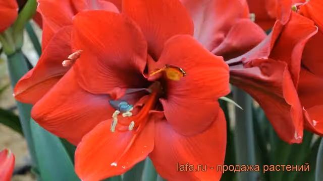 Амариллис простой Феррари ? обзор: как сажать, луковицы амариллиса Феррари