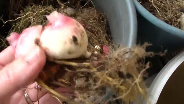 Выкапываю гладиолусы. смотреть онлайн