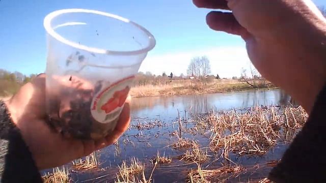 Рыбалка в мае на поплавочную удочку! ловля плотвы. смотреть онлайн
