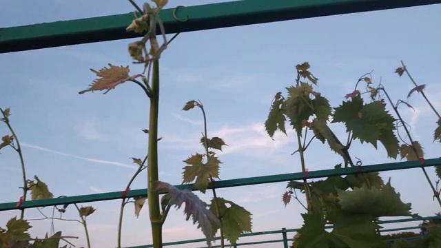 Виноград. Чеканка, результат смотреть онлайн