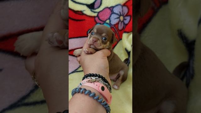 Бархатная Алушта, продажа чихуахуа питомник Кастропуло Крым+79787458062 доставка есть шоколад смотреть онлайн