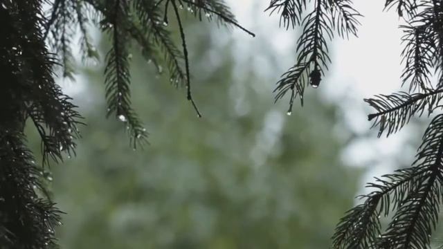 SONIDO DE LLUVIA | AROMA DE LLUVIA - SCENT THE RAIN