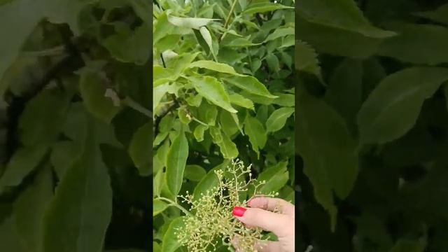 Бузина красная ядовитая, а чёрная нет. Вы ещё путаете? смотреть онлайн