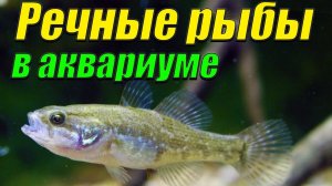 Кормление речных рыб в аквариуме. Окуни, ротаны, караси и щиповки в аквариуме.
