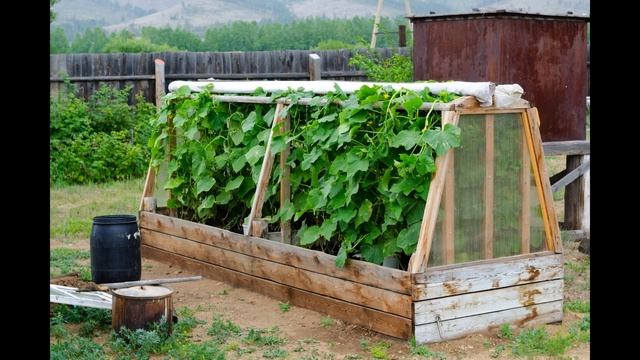 Как сделать парник для огурцов своими руками
