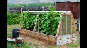 Как сделать парник для огурцов своими руками