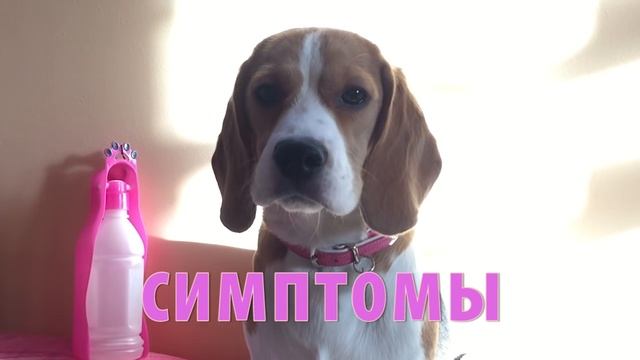 ПЕРВАЯ ТЕЧКА У СОБАКИ ( Все что нужно знать о первой течке смотреть онлайн