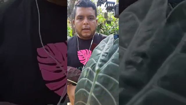 Alocasia cuprea смотреть онлайн