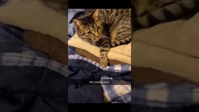 Звук расчёски для кота смотреть онлайн