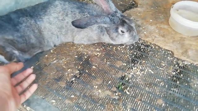 Кролики породы рекс. Купил кроликов. Друзья нужна ваша помощь смотреть онлайн