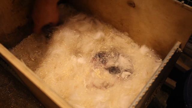 Окролы крольчих. Новый крольчатник. Кролики альбиносы. смотреть онлайн